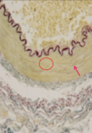 <p>What is this image?</p>