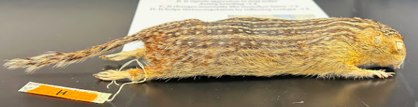 <p>Thirteen-lined Ground Squirrel</p><p>Sciuridae</p>