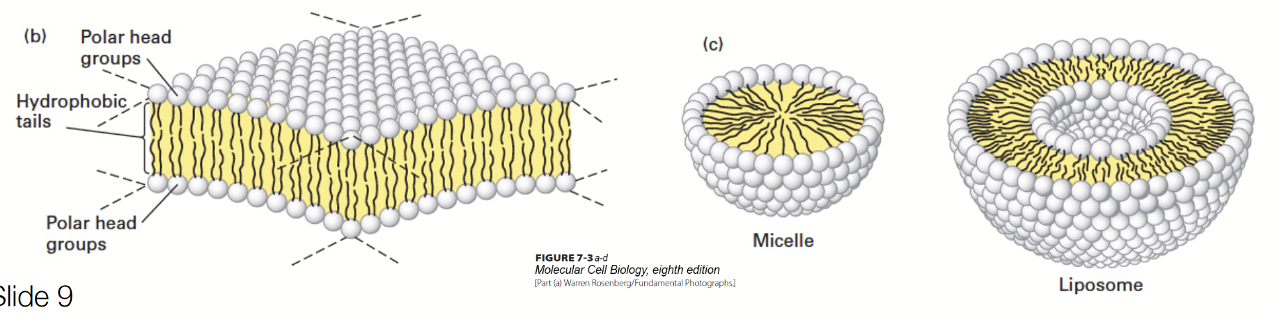 <p>Made up of choline + phosphate (polar) + glycerol backbone + two fatty acid chains (nonpolar). Major lipid found in cell membranes.</p><p>Lipids molecules <strong>spontaneously aggregate</strong> to bury their hydrophobic tails in the interior and expose their hydrophilic heads to water.</p><p>A molecule will always be in a conformation in which it is the most <strong>stable</strong>. Micelles are usually formed by fatty acids with only <strong>one hydrophobic chain</strong>.</p><p><strong>Amphipathic</strong> molecules - they have both hydrophobic (non-polar) and hydrophilic (polar) regions.</p><p>Head groups are variable → lots of diversity!</p>