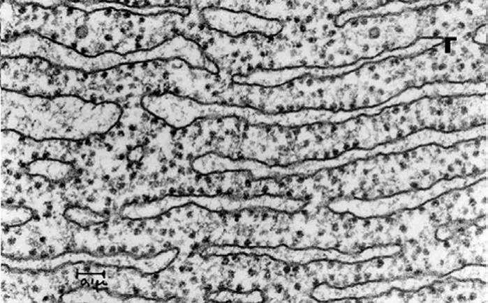 <p>What organelle is this?</p>
