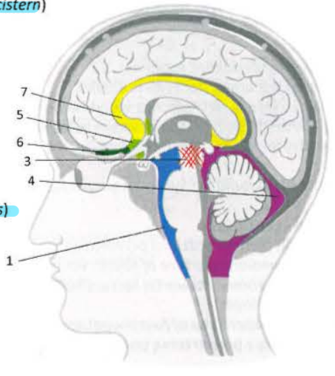 <p>1 - Premedullary, prepontine and interpeduncular cistern</p><p>2 - Lateral cerebellomedullary and cerebellopontine cistern</p><p>3 - Cistern of internal acoustic meatus and cisterna ambiens </p><p>4- Posterior cerebellomedullary, superior cerebellar and great cerebral vein cistern</p><p>5 - Hypophysial, chiasmatic cistern, cistern of lamina terminalis</p><p>6 - Cartoid, olfactory cistern, cistern of lateral cerebral fossa, cistern of central sulcus </p><p>7 - Pericallosal cistern </p><p>8 - Lumbar cistern</p>