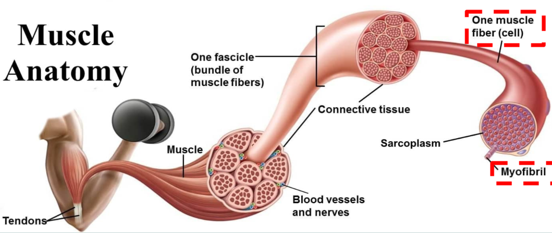 <p>make up the muscle fibres</p>