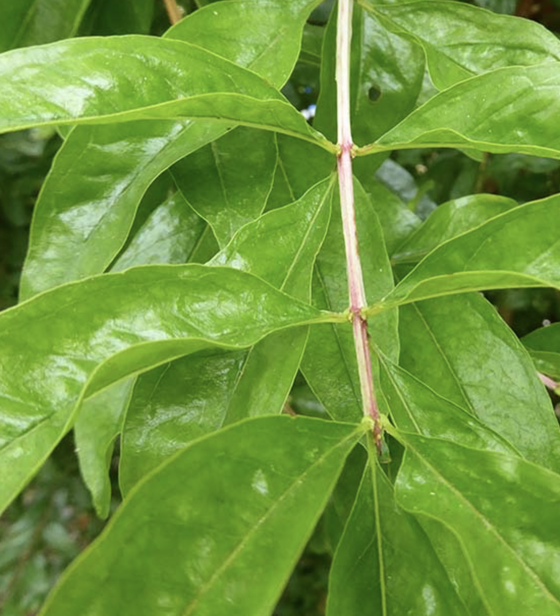 <p><span><em>Punica granatum</em> </span></p><p><br></p>