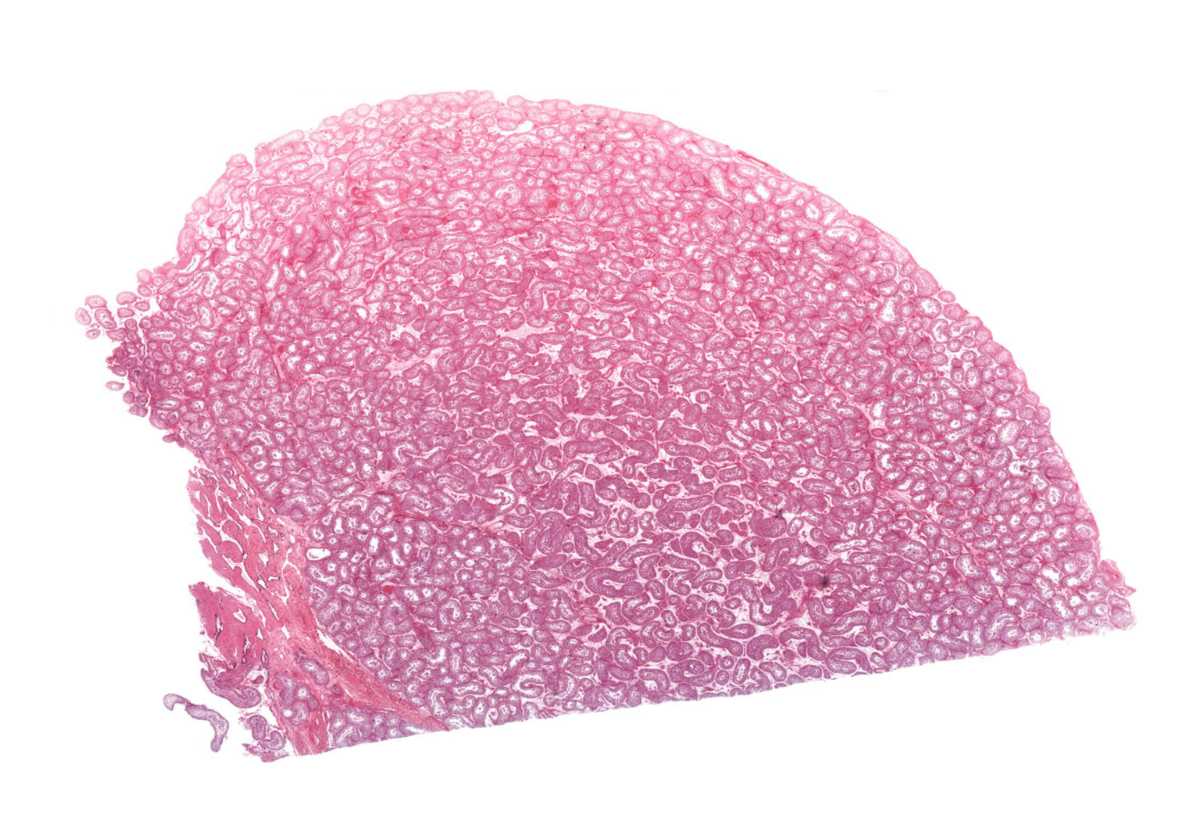 <p>Organ?</p>