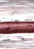 <p>what tissue is this </p>
