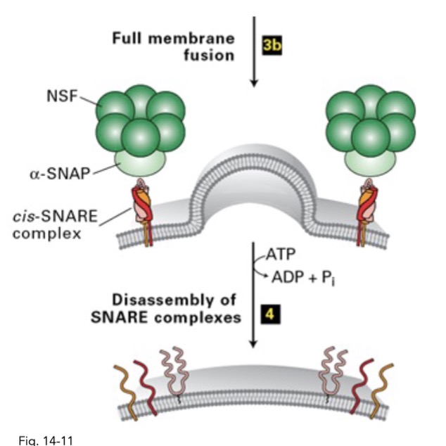 <ul><li><p>after fusion, NSP and alpha-SNAP + ATP → seperate SNARE complex</p></li></ul>