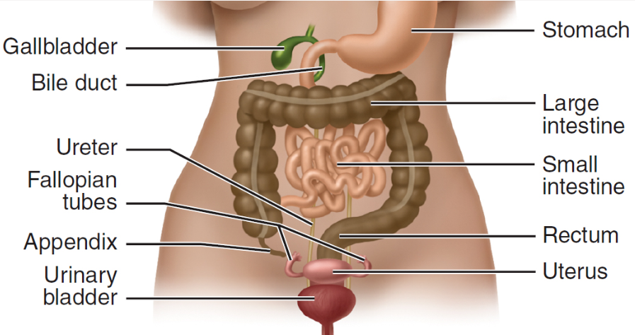 structures through which materials pass, stomach, intestines, urinary bladder