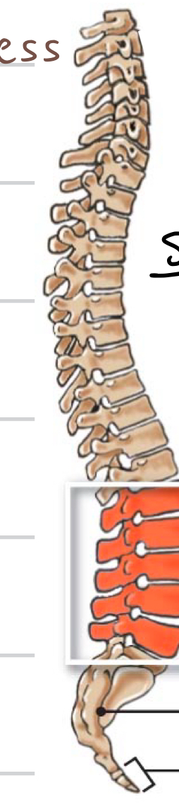 <p>Which Vertebrae is this?</p>