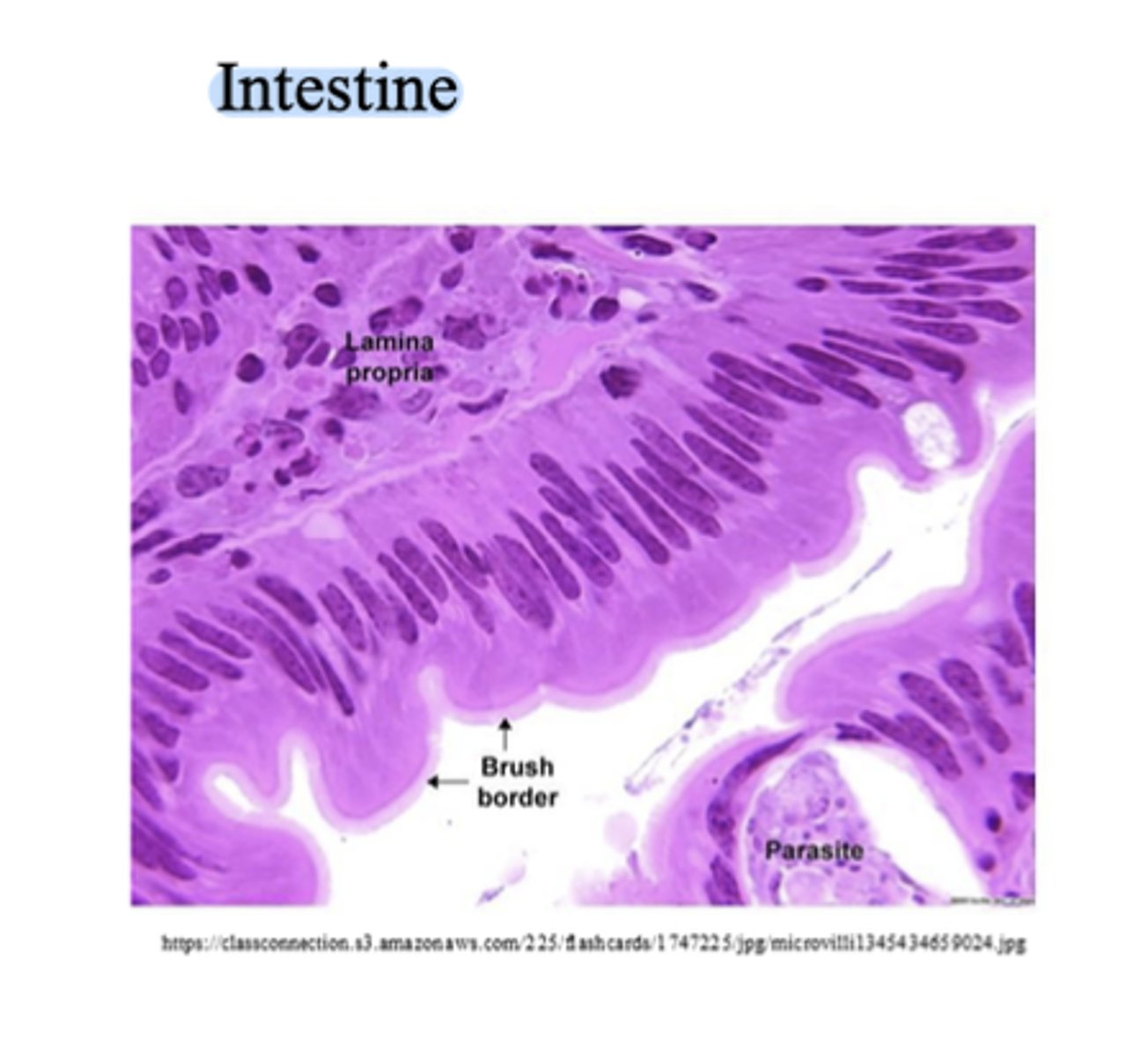 <p>- A tissue made of one single layer of tall, rectangular (column-shaped) cells that line certain organs.</p><p>- Locations: Digestive Tract, Uterus, and small airways of the lungs. </p><p>- Function: Absorption, secretion, and movement (if ciliated)</p>