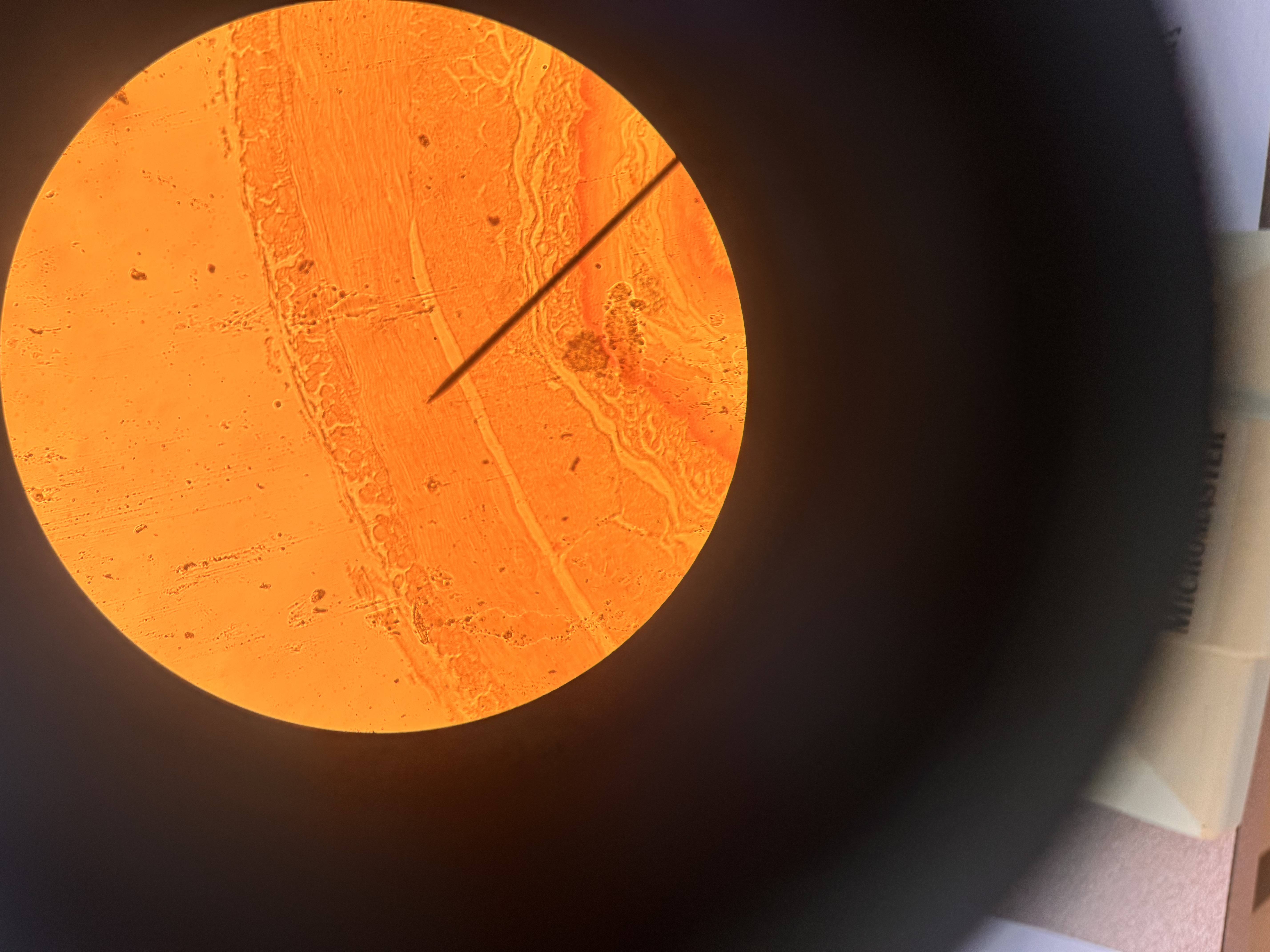 <p>what cell is this </p>
