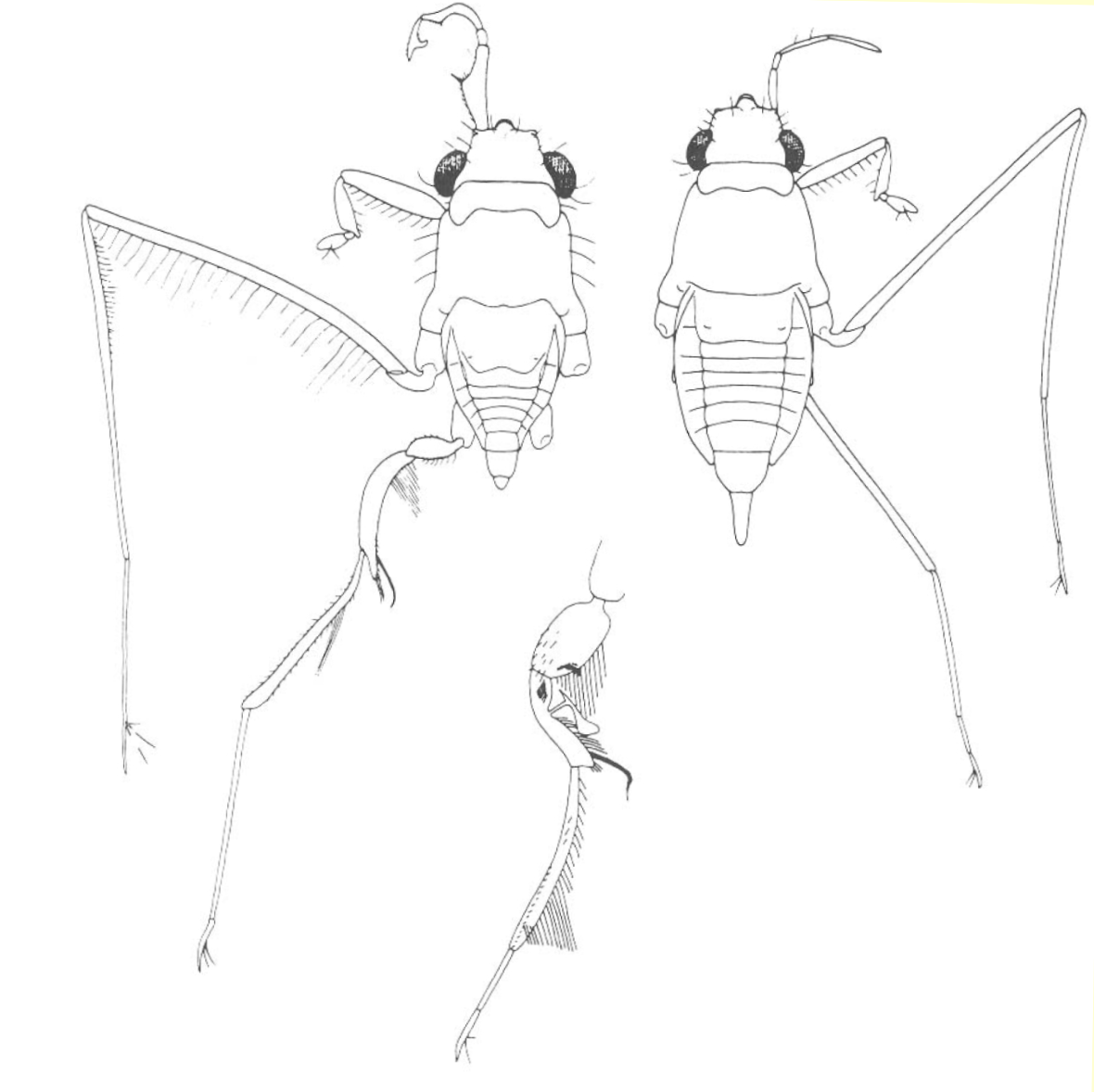 <p>What trait has evolved in male water striders to combat sexual conflict?</p>