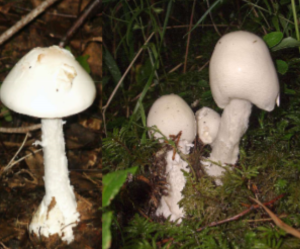 <p>Habitat: Skog. </p><p>Övrigt: Mykorrhiza. </p><p>Skivling. </p><p>Mycket giftig och orsakar regelbundet förgiftningsfall med svåra njur- och leverskador och ibland även dödsfall. </p><p>Det finns andra svampar som är giftiga men vit- och lömsk flugsvamp förväxlas med champinjoner. </p>