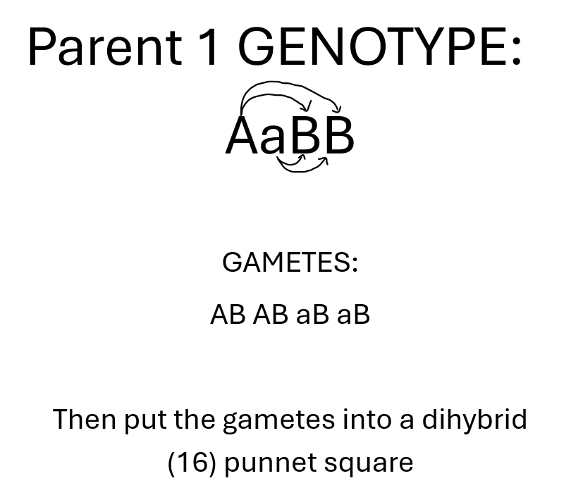 <p>draw an expand the brackets type diagram</p><p>GAMETES ARE NOT THESE WHEN LINKED GENES</p>