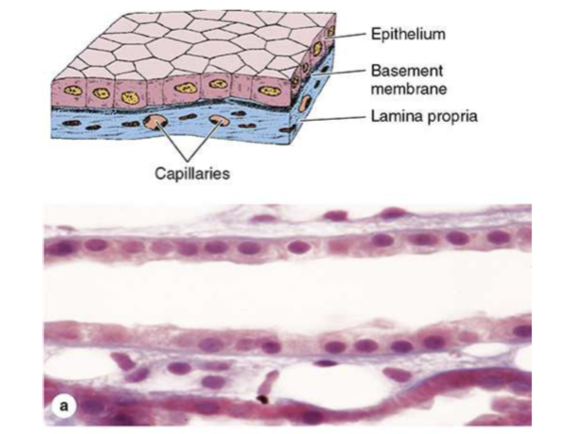 <p>secretions (ex sweat or tears) or absorption (ex water)</p>
