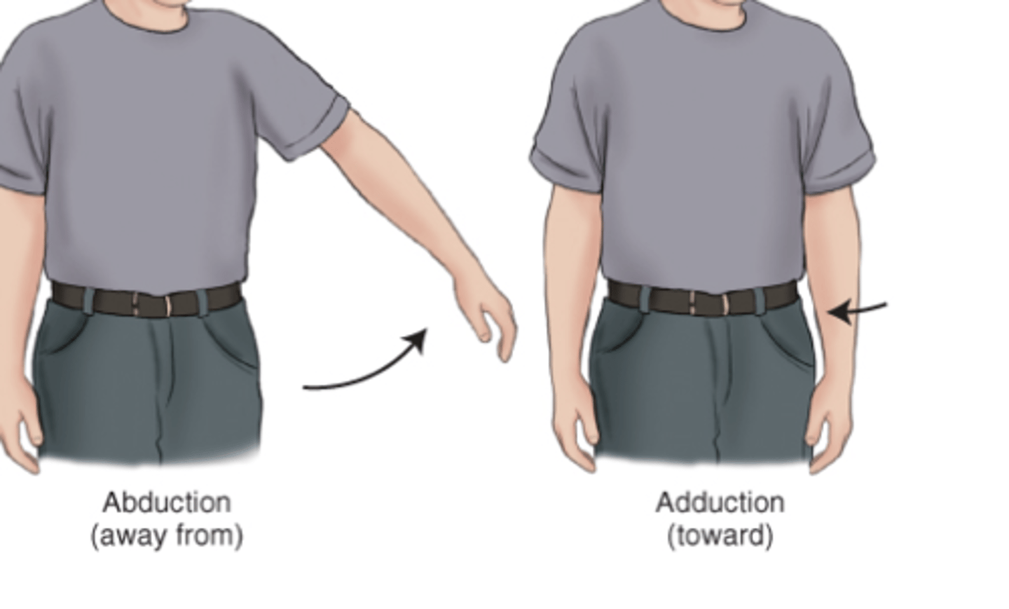 <p>Abduction - away from midline</p><p>Adduction - towards midline</p>