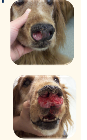 <p>canine SCC: nasal planum presenation</p><ul><li><p>treatment of choice</p></li><li><p>what about radiotherapy?</p></li><li><p><u>what if the owner does not want to do sx, and want to opt for short term palliative care?</u></p></li><li><p>prognosis?</p></li></ul><p></p>