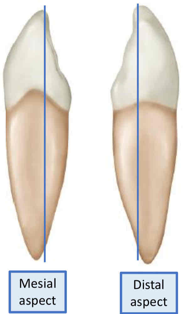 <p>from an incisal view, where is the cusp tip located in the <strong>labiolingual dimension?</strong></p>