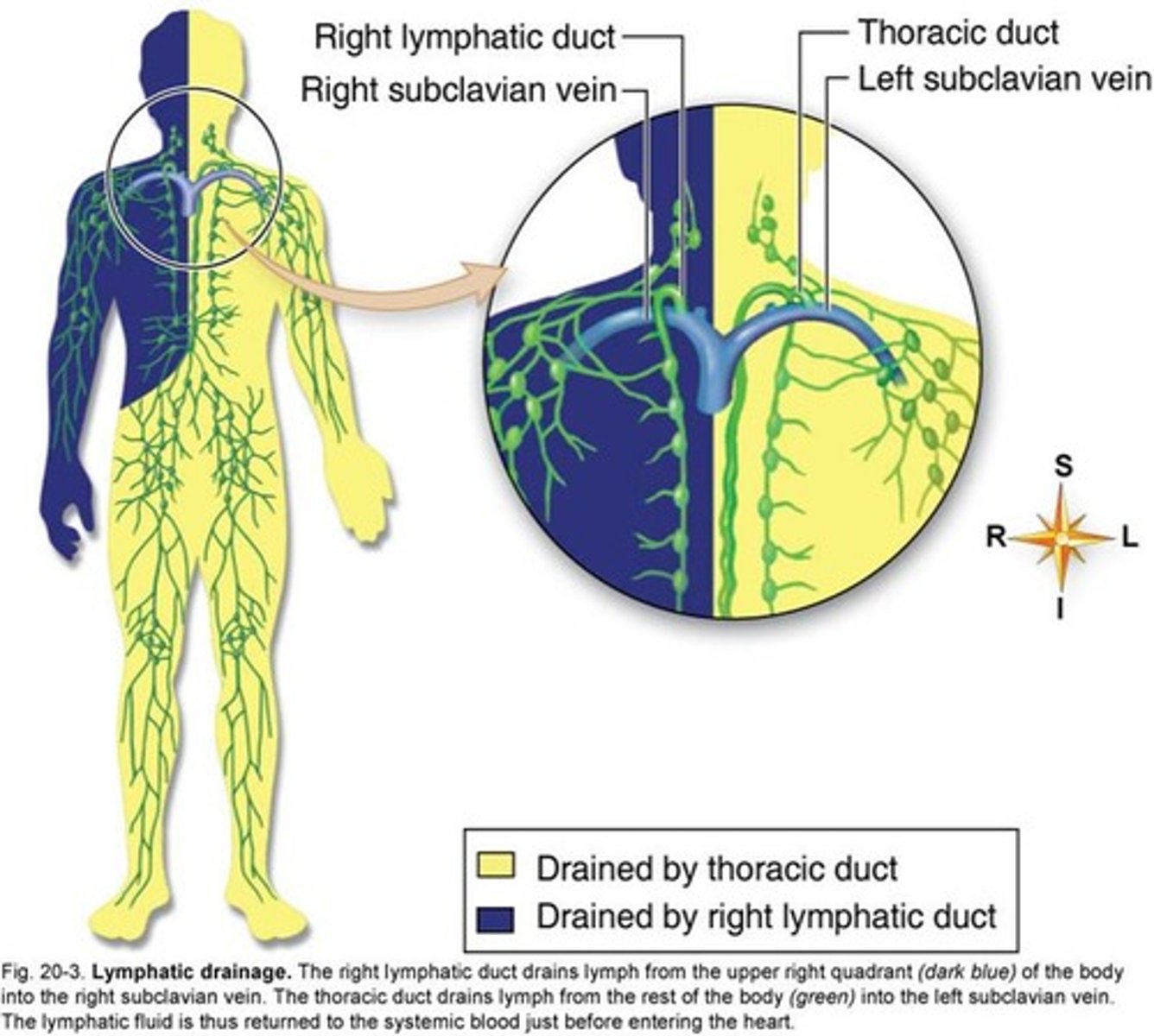 <p>Right Lymphatic Duct</p>