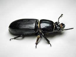 <p>Shiny black body, long vertical lines on elytra, thorax and elytra are completely separated showing a thin&nbsp;“waist”, antennae are very curvy, front legs are thick and the front legs are spiky, with each pair of leg going down getting less spiky, small mandibles that look like crab claws, weird heads, Class Insecta, Order Coleoptera, called bess beetles (what the specs use), betsy beetles, and horned passalus beetles</p>