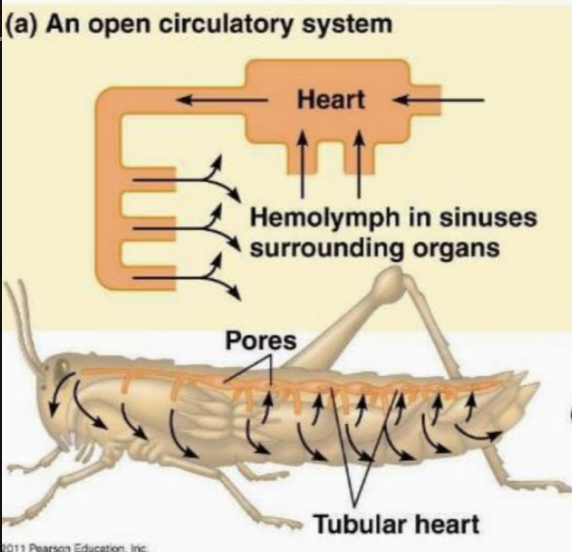 <p>open circulatory system </p>