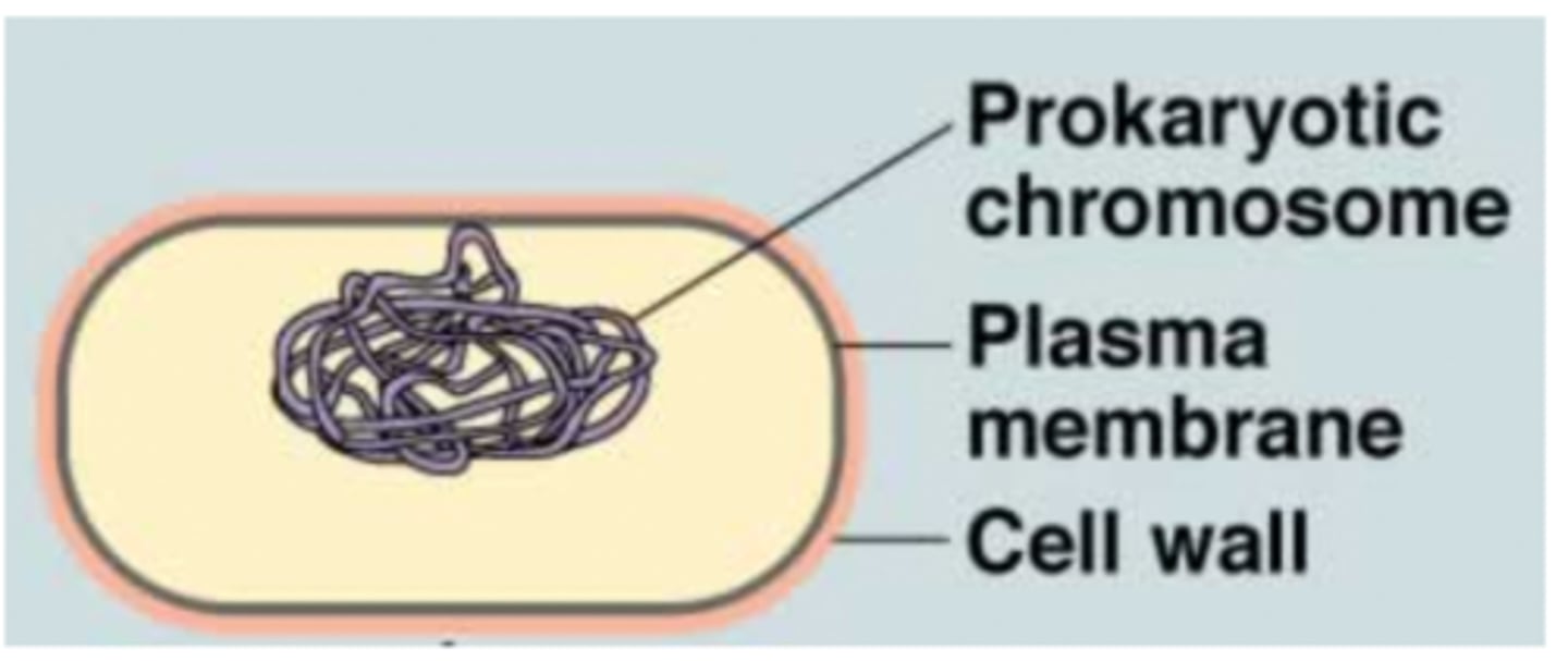 <p>A single, circular DNA molecule that is found in the cytoplasm of prokaryotes</p>