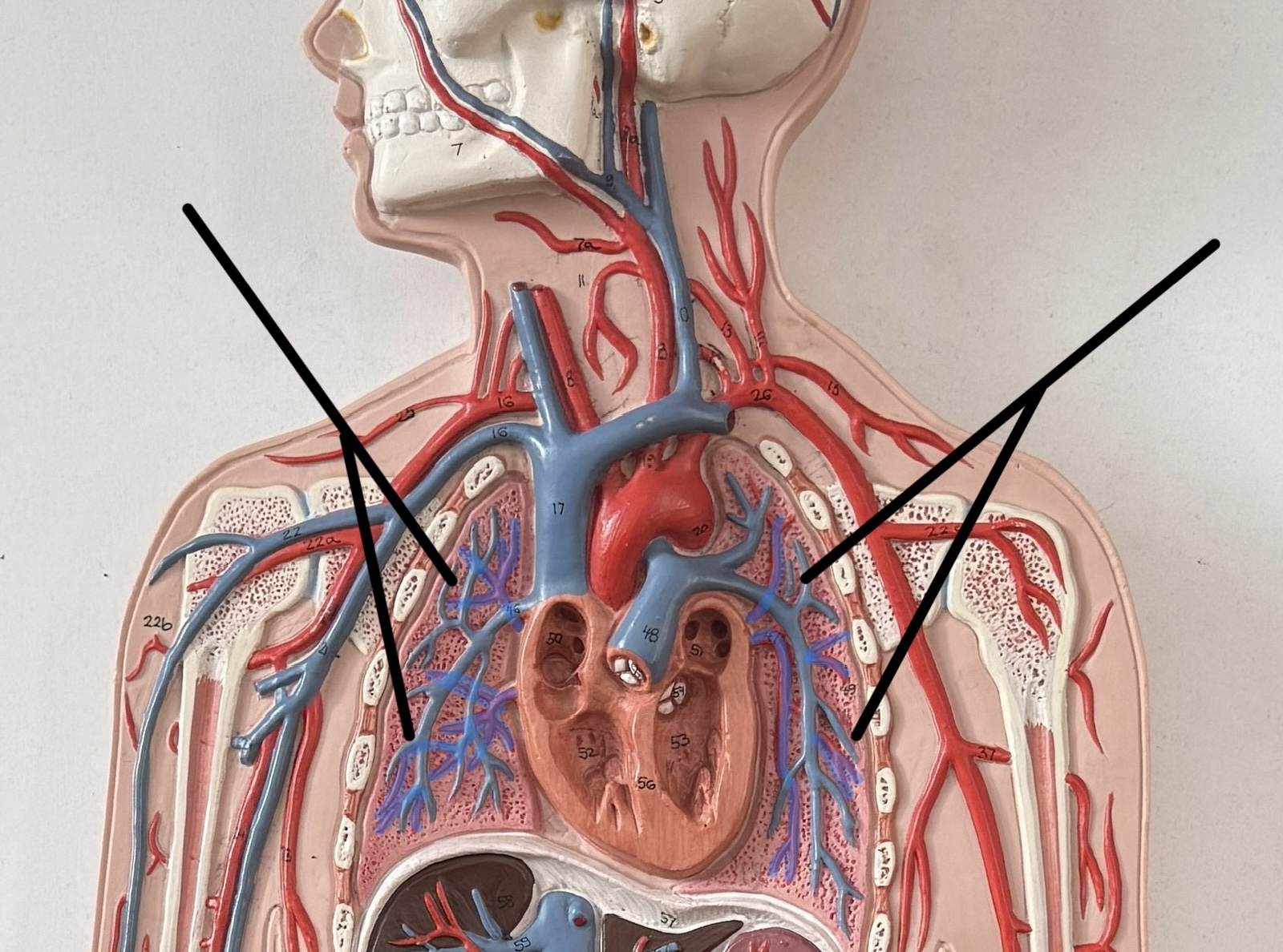 <p>Name these veins.</p>
