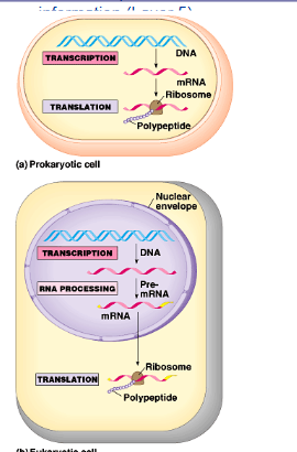 <p>pro: </p><ul><li><p>mrna is made and can immediately be translated in the ribosome</p></li></ul><p>euk:</p><ul><li><p>mrna is made in the nucleus. it undergoes rna processing before leaving the nucleus</p></li></ul><p></p>