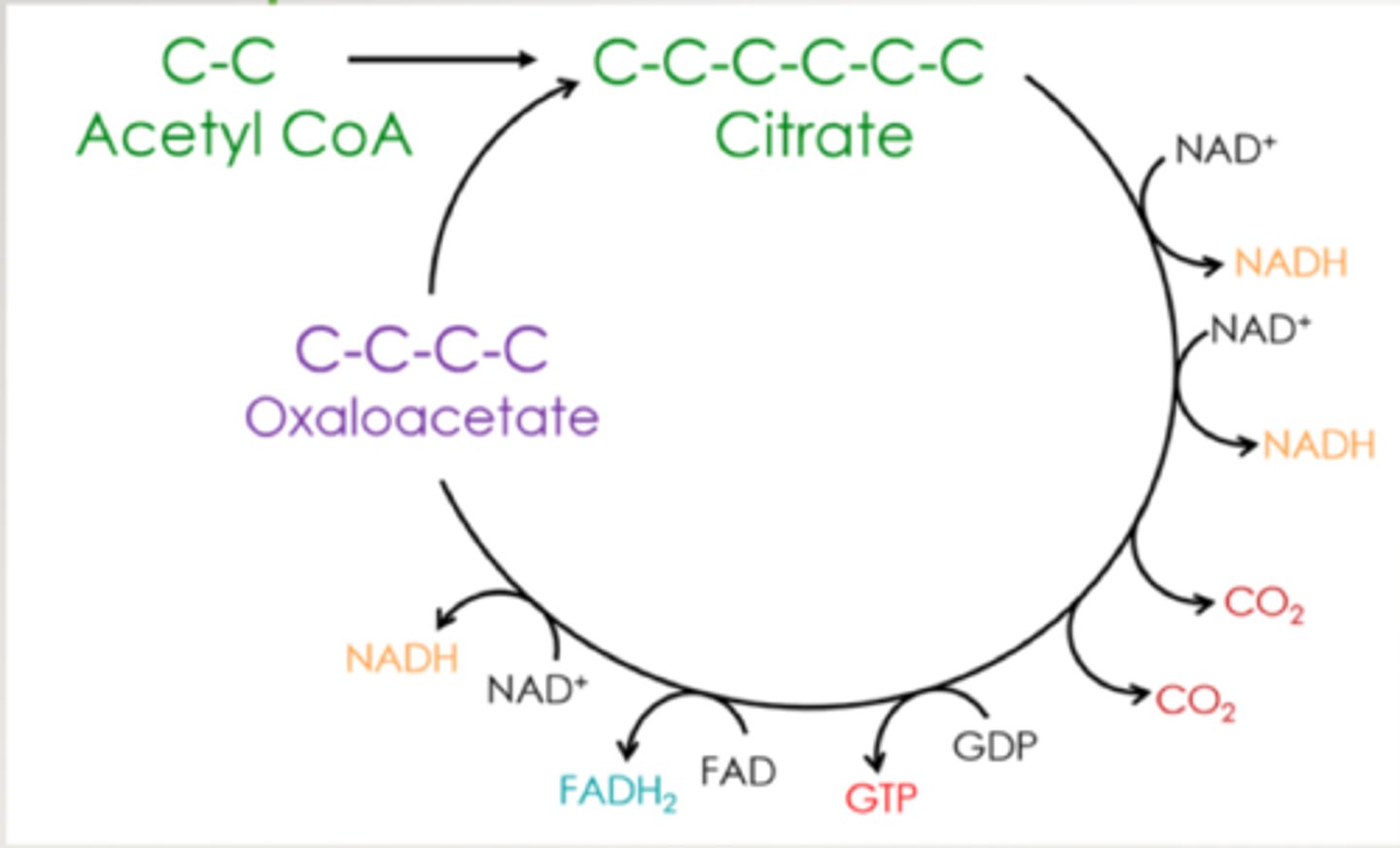 <p>by combining acetyl-CoA and oxaloacetate</p>