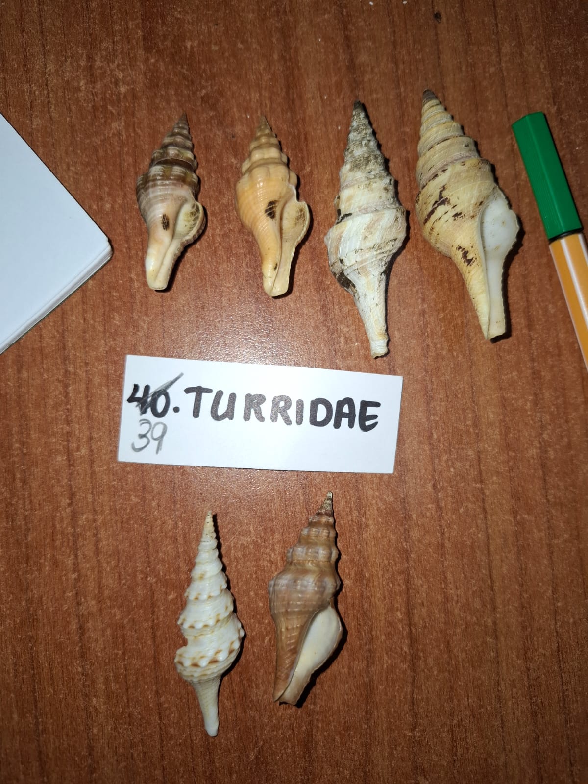 <p>Turridae</p>