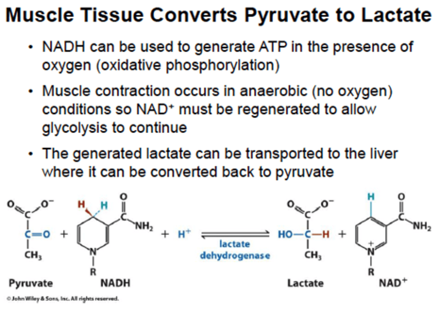 <p>Occurs when either mitchondria or oxygen are lacking (like bloood cells oor exersing muscles)</p>