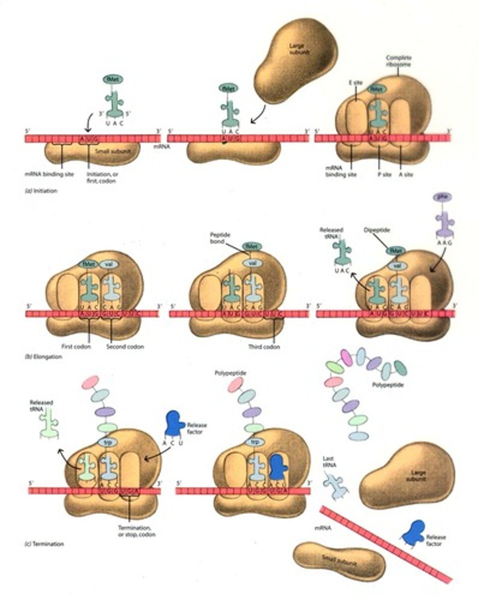 <p>1) Initiation: 5' cap attaches to ribosome which accepts an initiator tRNA at the P site (*AUG will always be 1st codon) 2) Elongation: codon/anticodon recognition and formation of peptide bond between A site amino acid and P site amino acid chain 3) translocation of the ribosome down the mRNA strand 4) Termination: ribosome will recognize stop codon and release the protein</p>