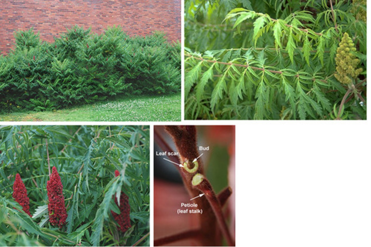 <p>Anacardiaceae Rhus hirta</p>