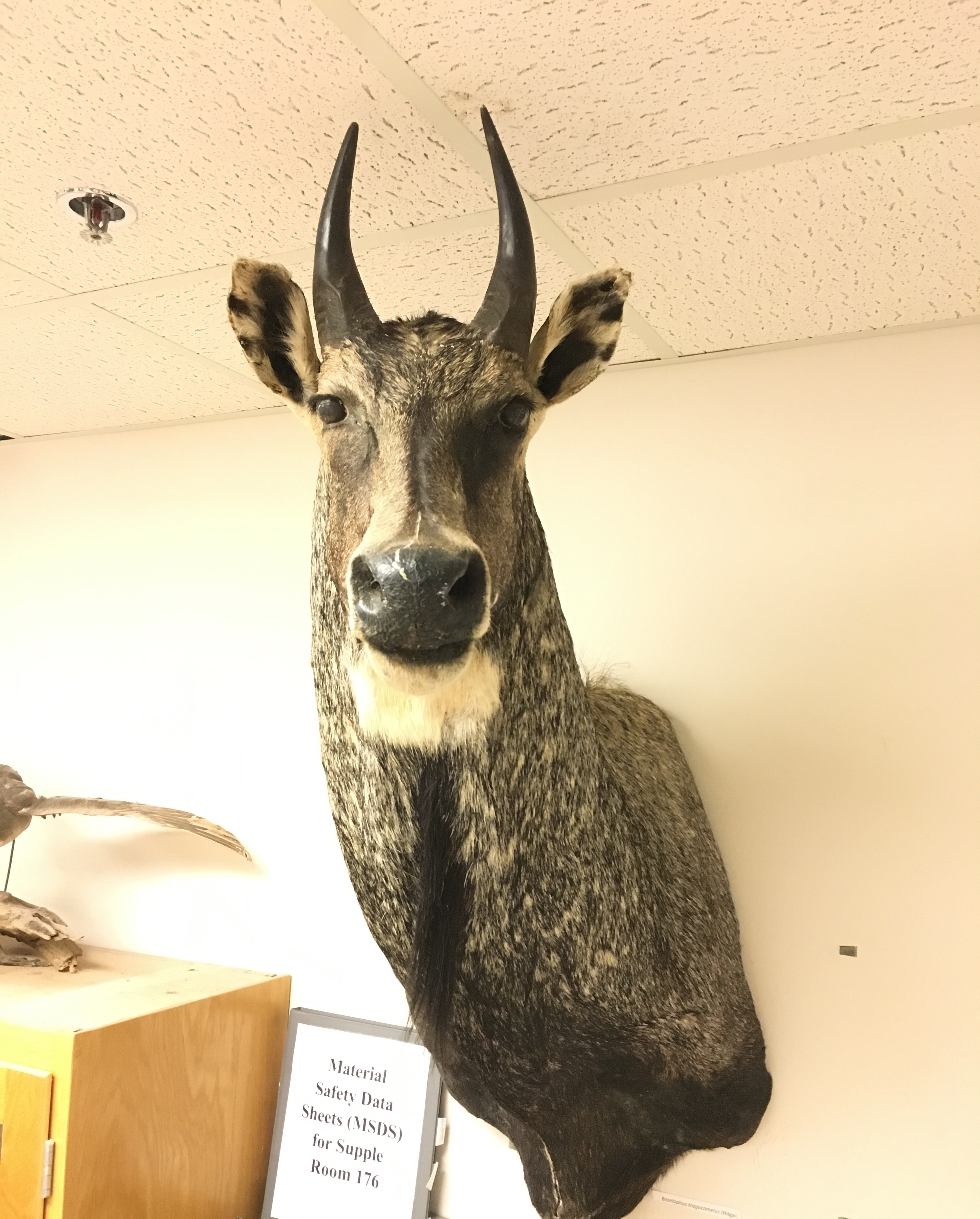 <p>Nilgai</p>