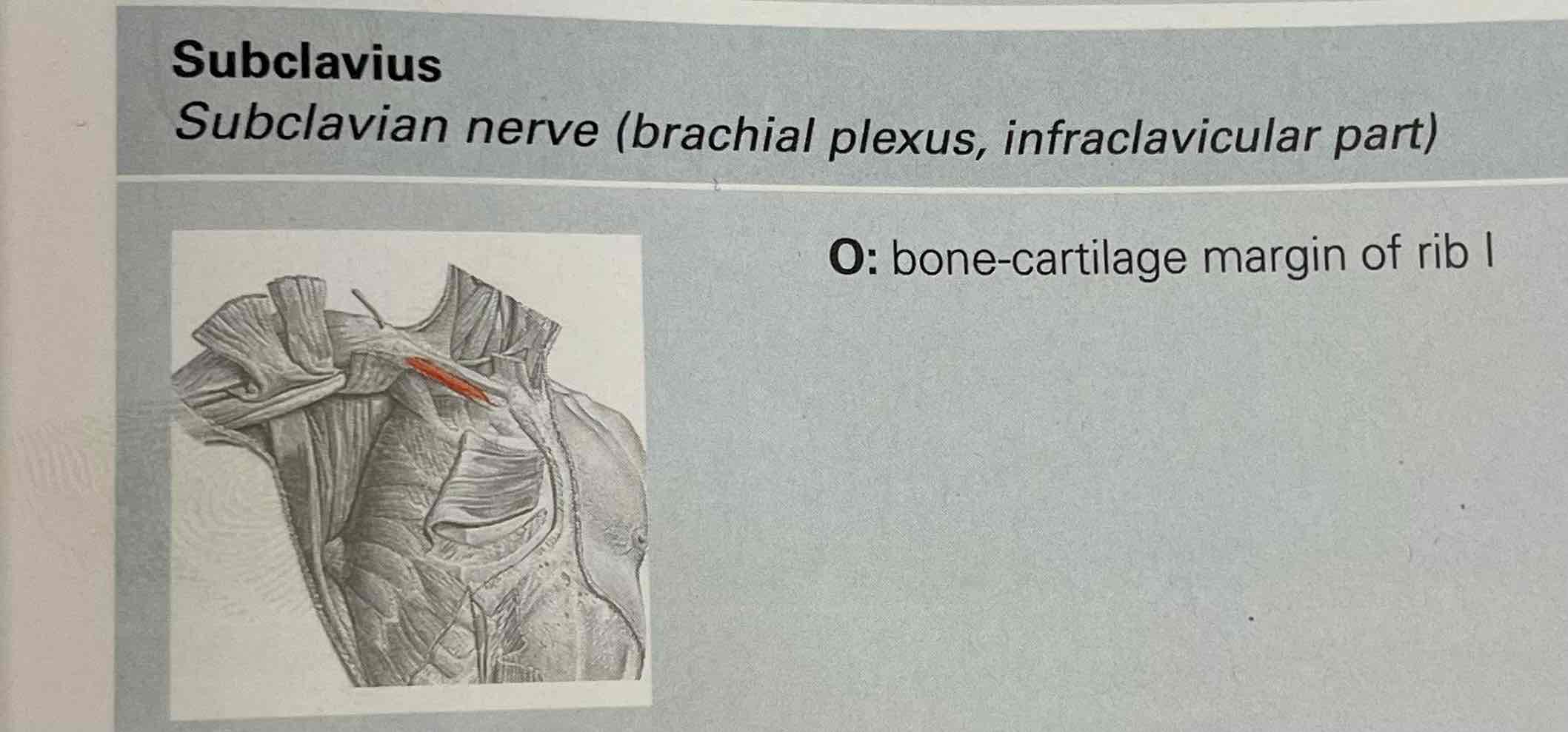 <p>Subclavius muscle</p>