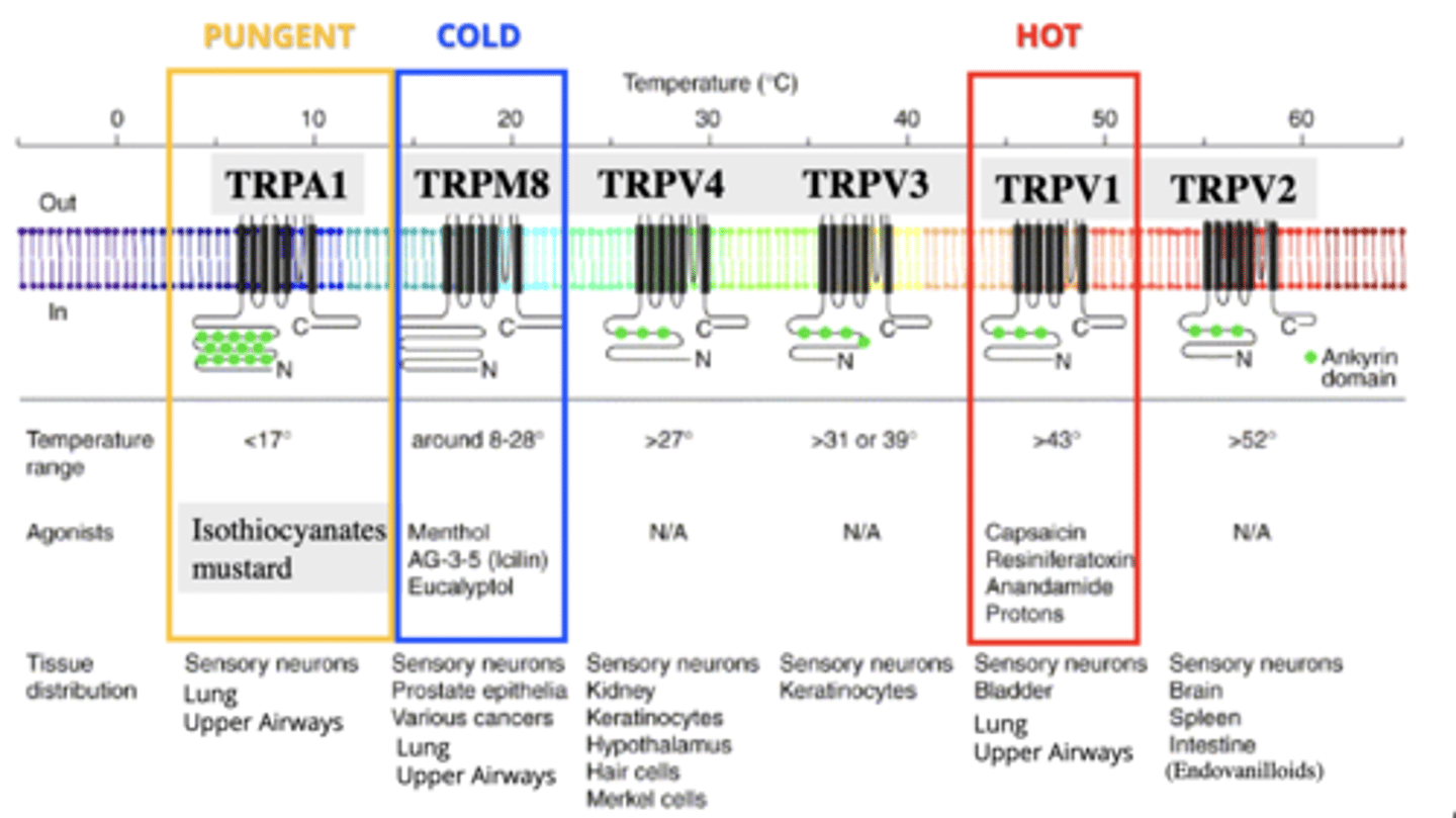 <p>TRP receptor for cold stimuli, like menthol.</p><p>- 8-28 degrees</p><p>- located on sensory neurons, prostate epithelia, various cancers, lung, upper airways</p>