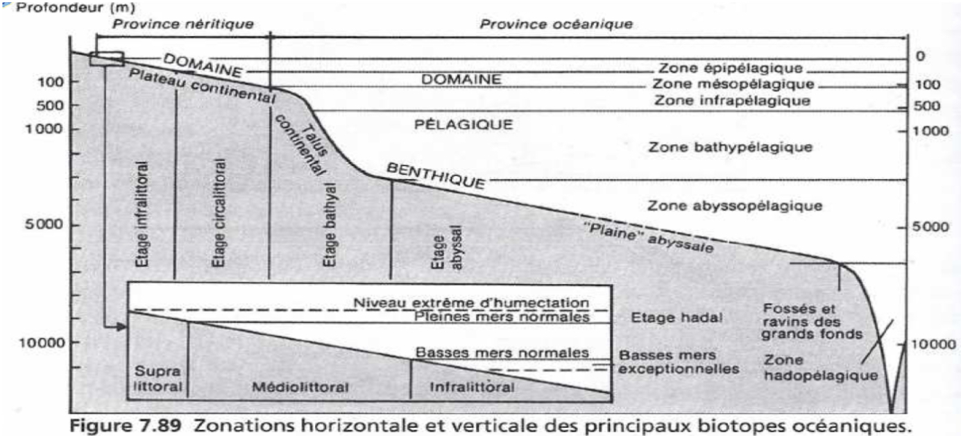 <p>Etage Supralittoral</p>
