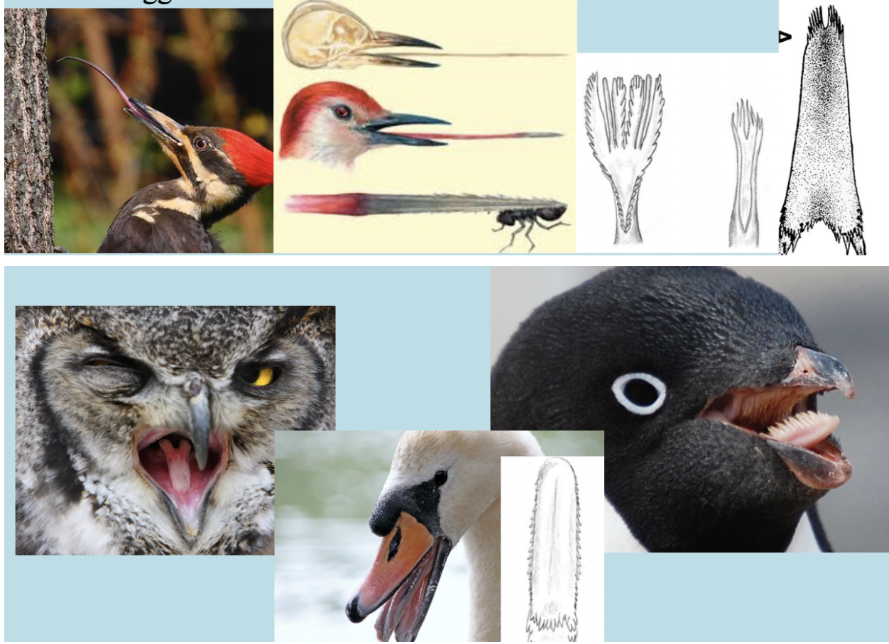 <p>Very diverse according to the main function</p><p>A. Protruding tongue- Food collecting:</p><ol><li><p>Woodpeckers - can thrust a considerable distance outside the beak, with sticky surfaces that can catch ants.</p></li><li><p>Sapsuckers - brush tip - capillary traction of sap (capillarity).</p></li><li><p>Some birds - have split tips (up to 6 or 7 splits) - catch small insects or insect eggs.</p></li></ol><p>B. Non-protruding- Manipulating food :</p><ol><li><p>Penguins - numerous stiff, sharp, backward-directed papillae - hold slippery prey.</p></li><li><p>Birds of Prey (owls, eagles, vultures) are usually thick and soft, but the back portion is hard and rough.</p></li><li><p>Ducks, geese, and swans - thick fleshy, lots of bristles for straining food from the water.</p></li></ol>