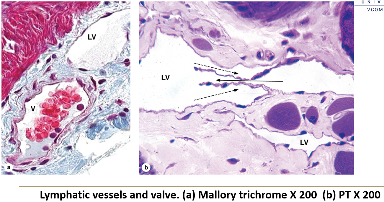 <ol><li><p><strong>Incidental compression by skeletal muscles</strong> helps push lymph through the vessels.</p></li><li><p><strong>Valves within the vessels</strong> prevent backflow, ensuring one-way movement.</p></li></ol><p></p>