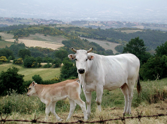<p>What Breed?</p>