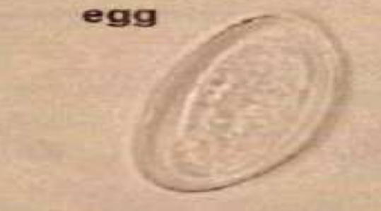 <p>Egg of?</p>