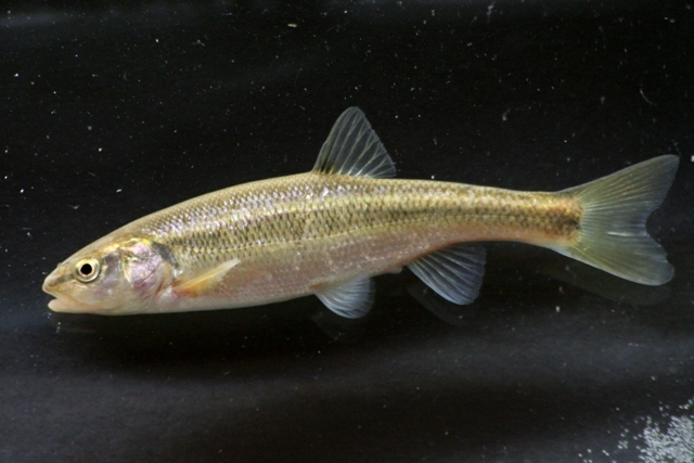 <p>Creek chub; large terminal mouth, base of caudal peduncle spot, anterior dorsal spot</p>