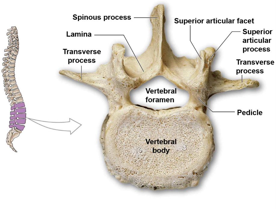 <p>Lumbar vertebrae are characterized by a thick and oval vertebral body, a large and thick spinous process, and sharp transverse processes.</p>