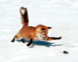 <p>Red Fox</p>