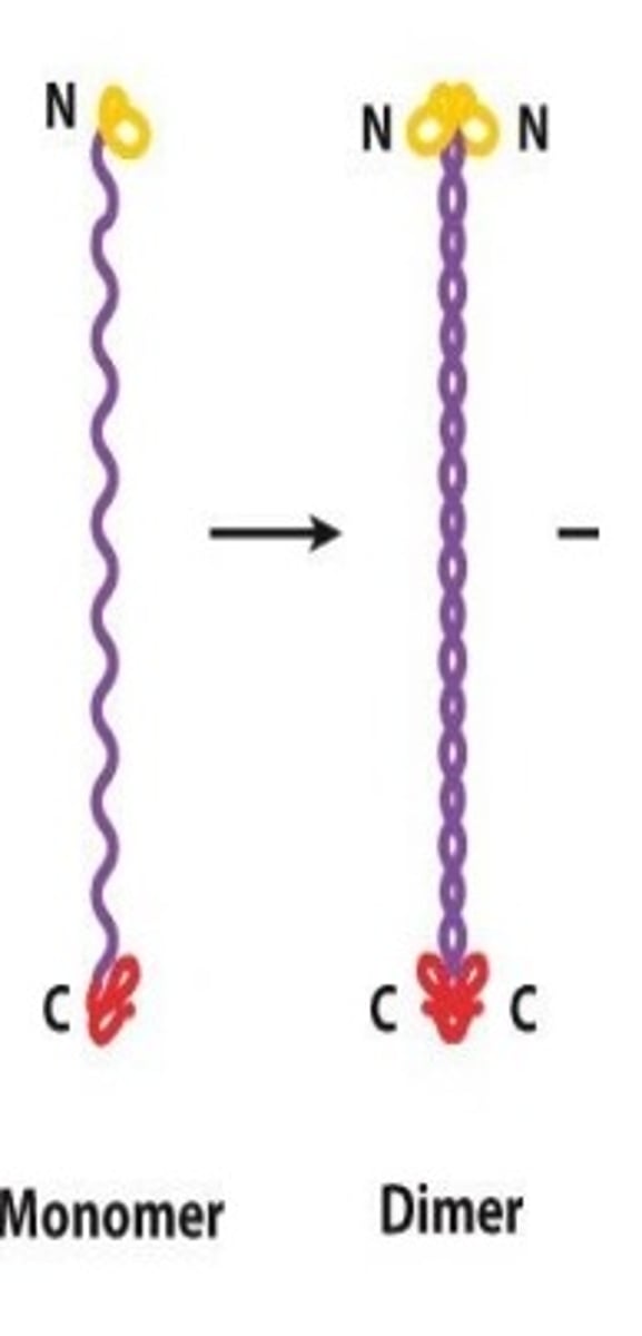 <p>Dimers have C-termini and N-termini ends.</p>
