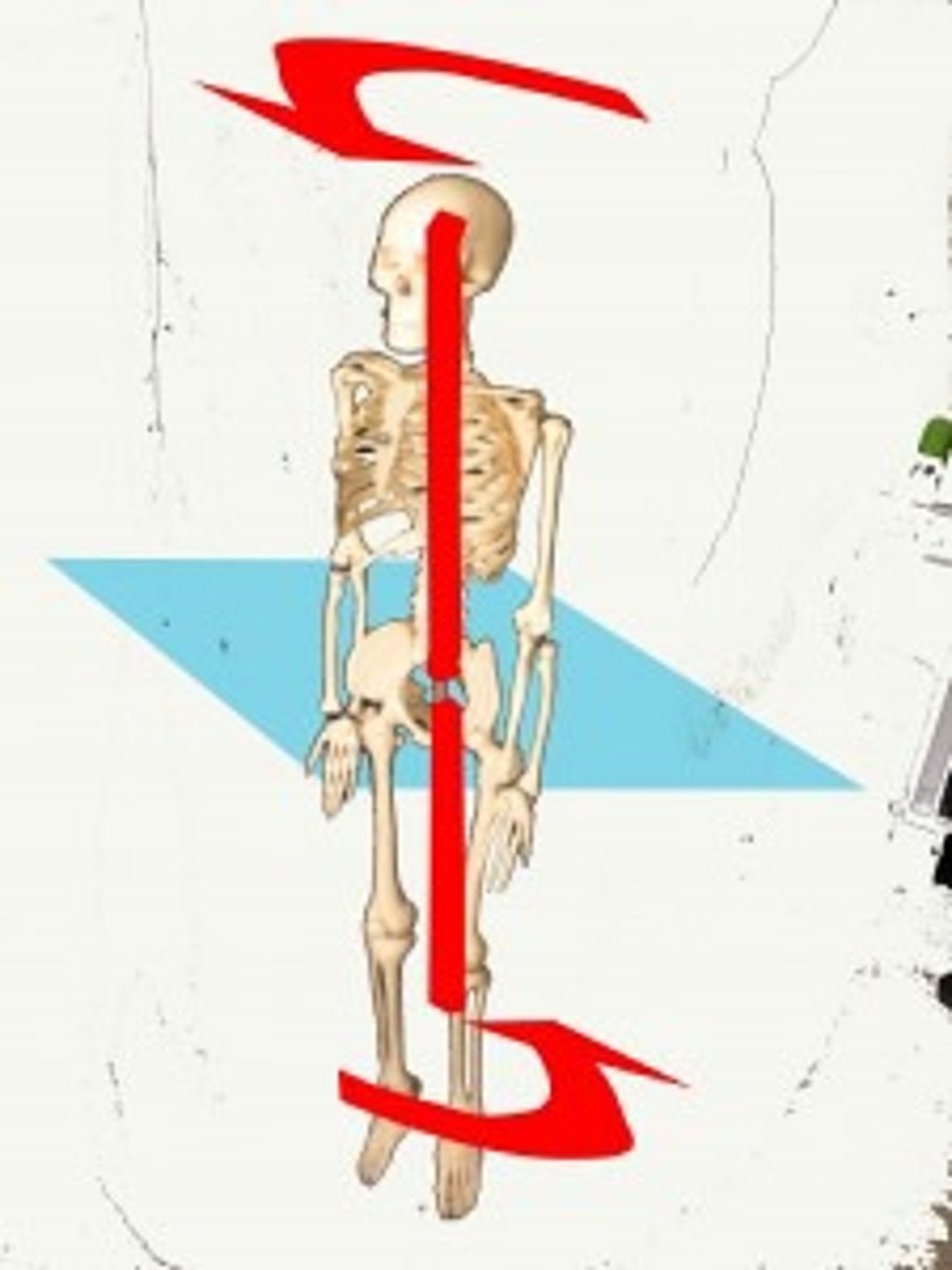 <p>perpendicular to transverse plane</p>