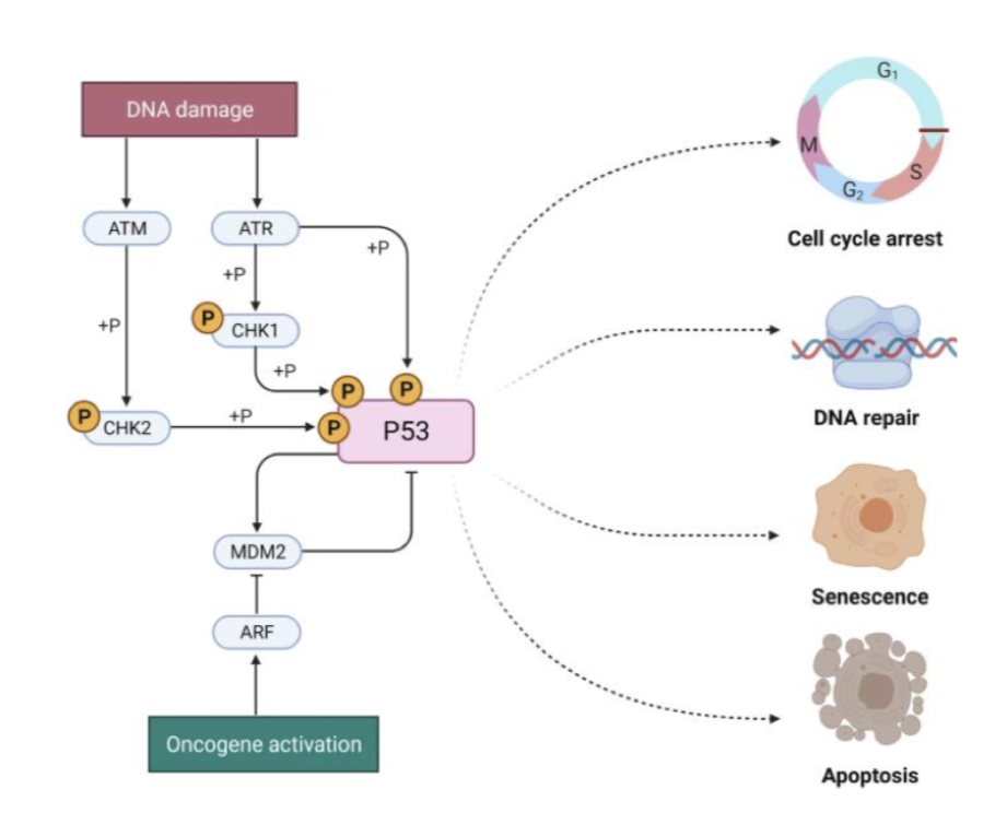 <ul><li><p><span style="background-color: inherit; line-height: 22px; color: windowtext;"><span>ATM and ATR signalling to respective proteins CHK1/2 and activate by phosphorylation</span></span><span style="line-height: 22px; color: windowtext;"><span>&nbsp;</span></span></p></li><li><p><span style="background-color: inherit; line-height: 22px; color: windowtext;"><span>Then phosphorylate p53 to prevent it form binding mdm2- activating it&nbsp;</span></span><span style="line-height: 22px; color: windowtext;"><span>&nbsp;</span></span></p></li></ul><p class="Paragraph SCXO198589779 BCX0" style="text-align: left;"><span style="background-color: inherit; line-height: 22px; color: windowtext;"><span>P53 normally has short half life when not activated</span></span><span style="line-height: 22px; color: windowtext;"><span>&nbsp;</span></span></p>