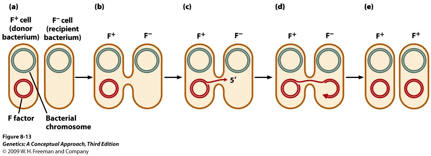 Present as separate circular DNA and is a Donor