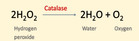 <p><span>Catalase catalyzes the breakdown of hydrogen peroxide into water and oxygen.</span></p>