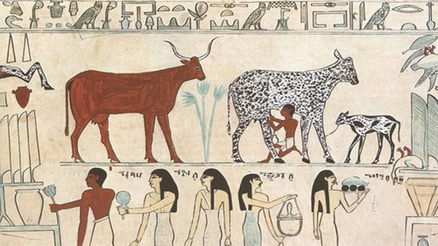 <p>Selective growing or breeding of plants and animals to make them more useful to humans</p>
