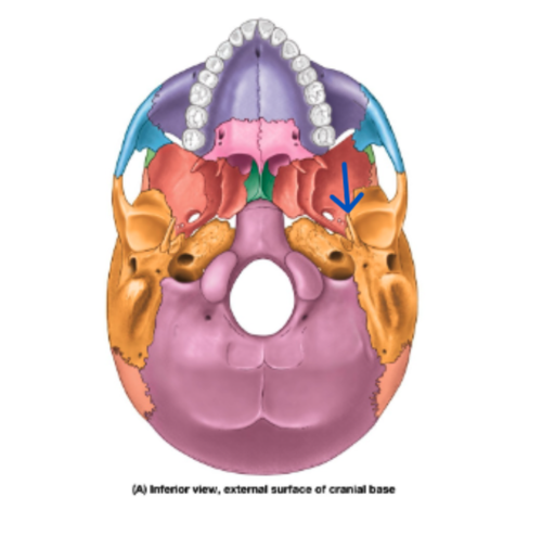 knowt flashcard image